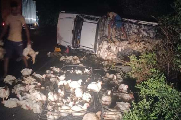 கோழி லொறி காட்டு யானை மீது மோதி விபத்து | Chicken Lorry Collides With Wild Elephant Accident