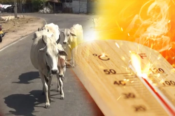 இலங்கையில் பரிதாபமாக உயிரிழக்கும் அரியவகை உயிரினங்கள்
