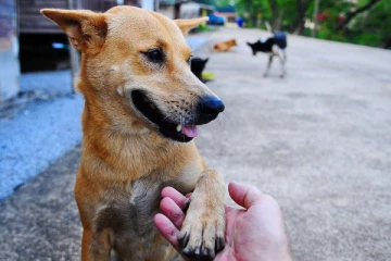 பூட்டப்பட்ட வீட்டில் ஏழு நாட்களாக உணவின்றி வாடிய 37 விலங்குகள்; பொலிஸாரின் மனிதாபிமானம்
