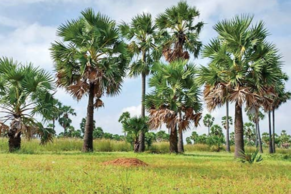 வடக்கு - கிழக்கு பனை வள அபிவிருத்தித் துறையில் மோசடி - சுரேஸ் பிரேமச்சந்திரன் | Unsuitable Select Palm Resources Development