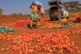 விவசாயிகளின் தக்காளிகளைச் சாப்பிட்டதால் பலியான 15 யானைகள்: வெளியான பகீர் பின்னணி
