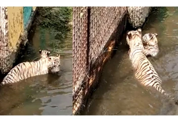 4 ஆண்டுகளுக்குப் பிறகு உயிரியல் பூங்காவில் பிறந்த முதல் புலிக்குட்டி - வைரலாகும் வீடியோ