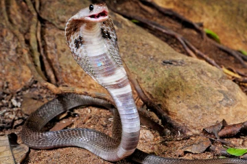 வீட்டை சுற்றி பாம்பு தொல்லை இருக்கா ? இதை மட்டும் வையுங்கள்...அலண்டு இருக்க இடம் தெரியாமல் ஓடிடும்!