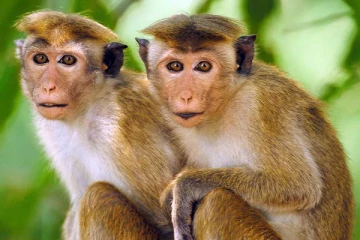 இலங்கையில் இருந்து ஏற்றுமதி செய்யப்படும் குரங்குகள்! சீனா விடுத்துள்ள கோரிக்கை