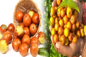 உடல் உள்ளுறுப்புக்களை பலப்படுத்தும் இலந்தை பழம்