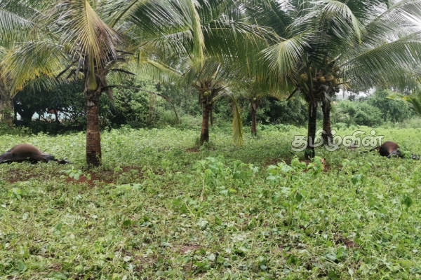வவுனியாவில் நீர்நிலைக்கு விஷம் கலந்ததால் 12 மாடுகள் பலி(Photos) | 15 Cows Killed By Poisoned Water In Vavunia