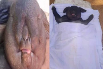 இலங்கையில் மனித முக அமைப்புடன் பிறந்த அபூர்வ ஆட்டுக்குட்டி... வைரலாகும் புகைப்படங்கள்