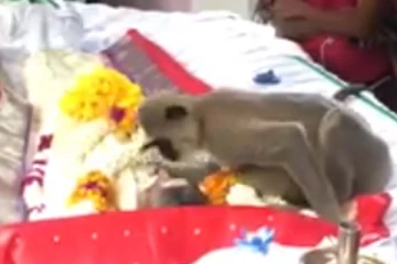 கண்ணீர் வரவைத்த குரங்கின் செயல் ; நெகிழ வைத்த சம்பவம்
