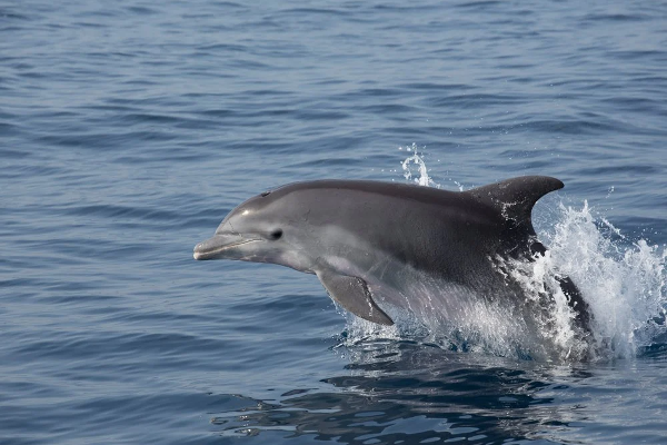 யாழில் உயிரிழந்த நிலையில் கரையொதுங்கிய டொல்பின் | Dolphin Washed Ashore Dead