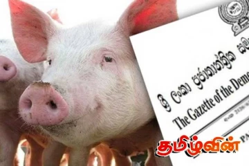 இலங்கையில் ஆபிரிக்க பன்றி காய்ச்சல்: வெளியிடப்பட்ட வர்த்தமானி