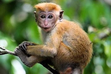 சர்ச்சையை ஏற்படுத்திய குரங்குகள் ஏற்றுமதி விவகாரம்! நீதிமன்றம் பிறப்பித்துள்ள உத்தரவு