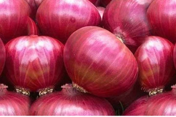 பெரிய வெங்காயத்தின் விலை வீழ்ச்சி