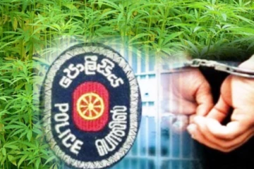 இரகசியமாக வளர்க்கப்பட்ட கஞ்சா செடி - கைதான குற்றவாளிக்கு விளக்கமறியல்