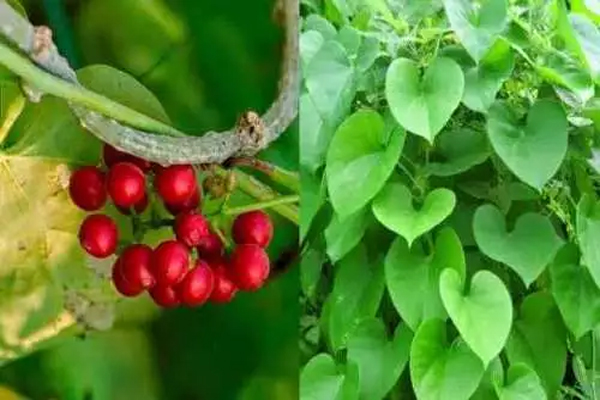 இருமலால் தினம் கஷ்டப்படுகிறீர்களா? சளியை நீக்கும் இயற்கை மருத்துவம்! | Natural Remedies For Coughing Phlegm