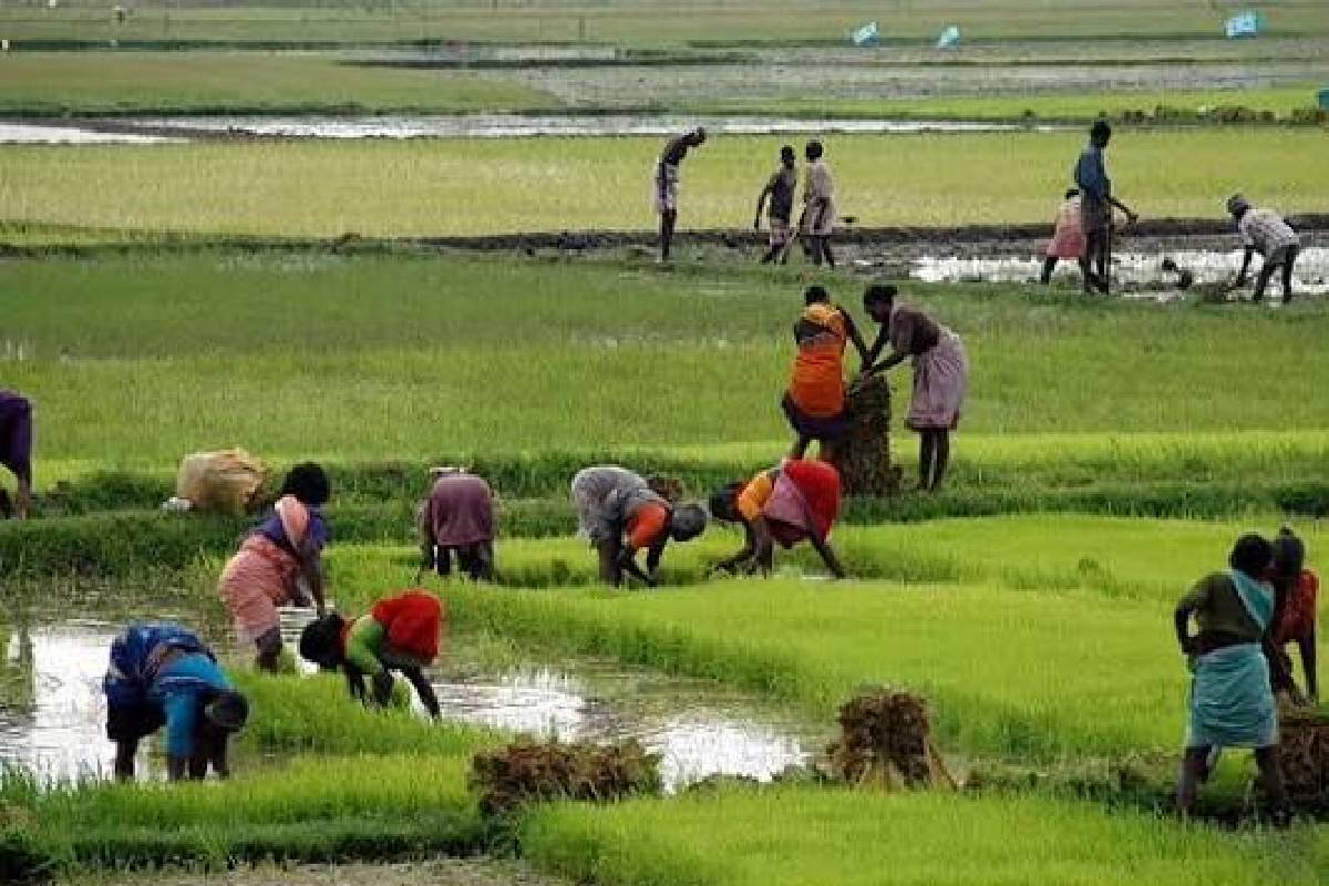 சிறுபோக பயிர்ச்செய்கைக்கான உரமானியம் தொடர்பில் வெளியான தகவல்! | Fertilizer Subsidy For Minor Cultivation Season