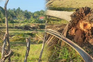 தேராவில் பிரதேசத்தில் காட்டு யானைகள் அட்டகாசம் : நடவடிக்கை எடுக்குமாறு மக்கள் கோரிக்கை
