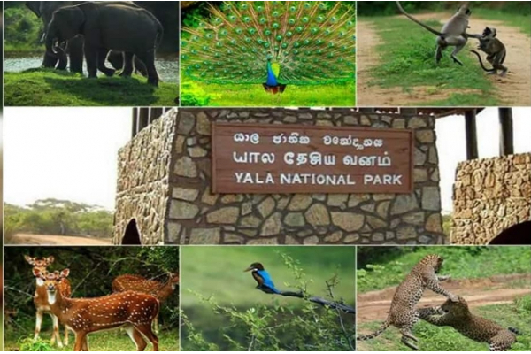 அடுத்த ஆண்டு சிறிலங்கா துறைமுகத்திற்குள் பிரவேசிக்கவுள்ள பல பாரிய கப்பல்கள்! | Sri Lanka Colombo Port Luxury Ships Tourist 2023 அடுத்த ஆண்டு சிறிலங்கா துறைமுகத்திற்குள் பிரவேசிக்கவுள்ள பல பாரிய கப்பல்கள்! | Sri Lanka Colombo Port Luxury Ships Tourist 2023