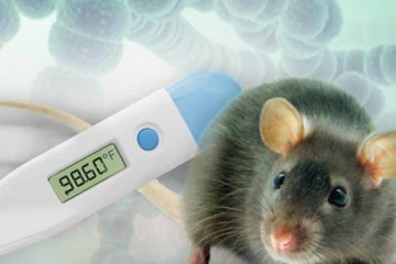 யாழில் மேலும் இருவருக்கு எலிக்காச்சல்; அவசர சிகிச்சைப் பிரிவில் அனுமதி!