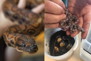 14 குட்டிகளை பெற்றெடுத்த ஆண் பாம்பு...அதுவும் இணைசேர்க்கை செய்யாமலே - அது எப்படி ?