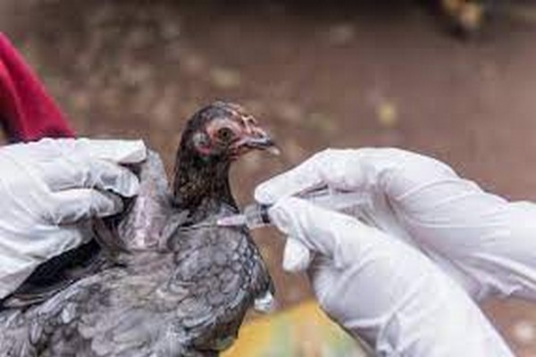 கனடாவில் பறவைக் காய்ச்சல் குறித்து எச்சரிக்கை | B C Bird Flu Outbreak Concerning Minister Say