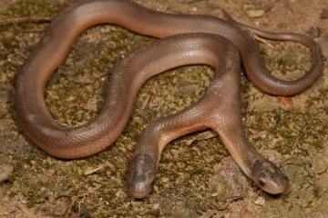 வியக்க வைக்கும் இரு தலை பாம்பு - தீயாய் பரவும் புகைப்படம்