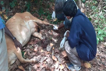 யாழில் விசமிகளின் ஈவிரக்கமற்ற செயல் (PHOTOS)