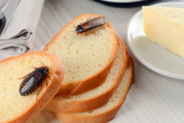 தாங்க முடியாத கரப்பான்பூச்சி தொல்லையா? இந்த ஒரே ஒரு பொருள் இருந்தா போதும்... அலண்டு தலைத் தெறிக்க ஓடும்