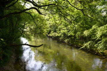 சுவிஸ் நீர்நிலைகளில் எக்கச்சக்கமான பூச்சிக்கொல்லிகள்: ஆய்வில் கண்டுபிடிப்பு