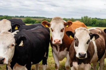 கால்நடைகளுக்கு தடுப்பூசி போட ராணுவத்தை களமிறக்கியுள்ள பிரான்ஸ்