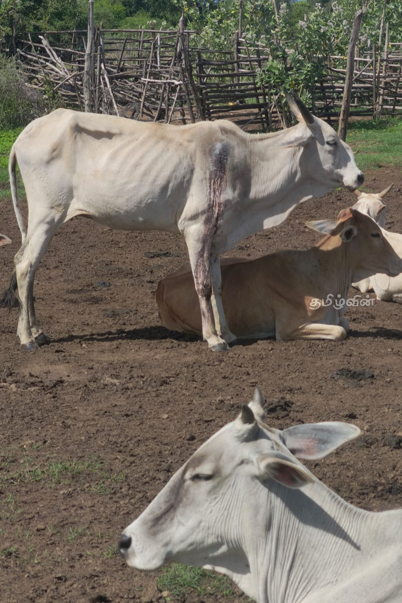 மயிலத்தமடு மாதவனை மேய்ச்சல் தரை பண்ணையாளர்கள் நடுத்தெருவில்! தர்மலிங்கம் சுரேஷ் ஆவேசம் | Mailathamadu Madhavanai Grazing Land Farmers