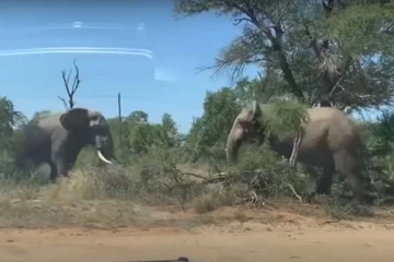 யானைகள் சண்டையிட்டு பார்த்ததுண்டா? அபூர்வ காணொளி இதோ