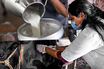 கால்நடை வைத்தியர் இல்லாமையினால் உற்பத்தியாளர்களுக்கு ஏற்பட்டுள்ள பாதிப்பு(Video)