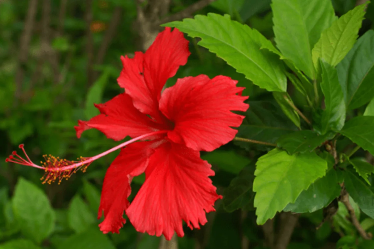 பணவசியம் உண்டாக்கும் செம்பருத்தி பூ ரகசியம்.. ஒரு வாரத்தில் மாற்றத்தை காணலாம் | Remedy To Attract Money With Hibiscus And Arakaja