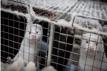 மிங்க் வகை கீரிகளுக்கு கொரோனா தடுப்பூசி