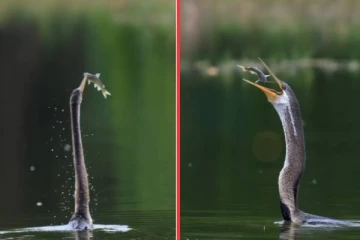 Viral Video: குளத்தில் வேட்டையாடப்பட்ட மீன்! நாரையின் பிரமிக்க வைக்கும் செயல்