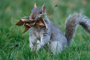 பிரித்தானியாவில் 18 பேரை கடித்த சம்பவம்! கருணை கொலை செய்யப்பட்ட அணில்