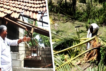 காட்டு யானைகளின் அட்டகாசம்: பயன் தரும் தென்னை மரங்கள் அழிப்பினால் மக்கள் பாதிப்பு