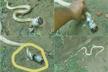 மருந்து போத்தலை விழுங்கிய பாம்பை உயிர்நீத்த மனிதர்! வியப்பூட்டும் வீடியோ காட்சி!