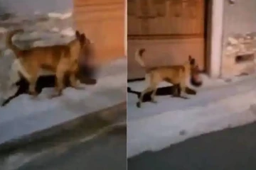 மனித தலையை வாயில் கவ்வியபடி அசுர வேகத்தில் ஓடிய நாய்! குலைநடுங்க வைத்த காட்சி - பலவீனமானவர்கள் பார்க்க வேண்டாம்