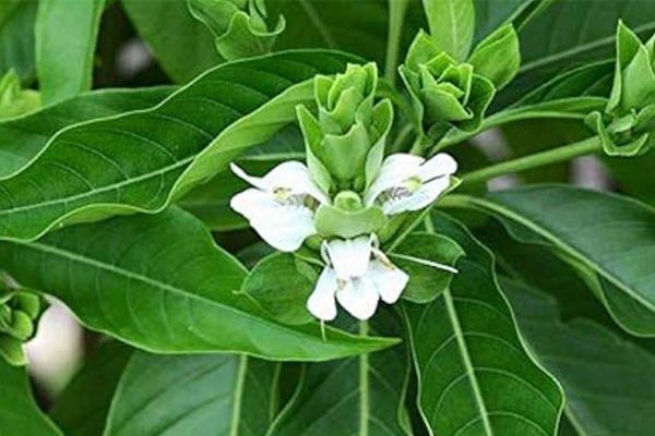 நுரையீரல் பிரச்சனைகளுக்கு மருந்தாகும் ஆயுள் மூலிகை | Health Benefits Of Adathodai
