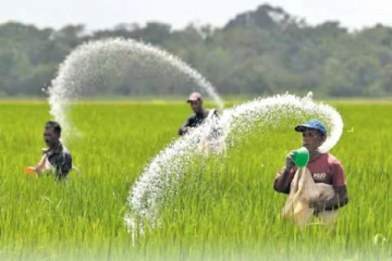 ஒவ்வொரு விவசாயிக்கும் ஒரு மூட்டை யூரியா உரம் இலவசம்! உறுதியளித்த விவசாய அமைச்சு