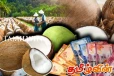 தேங்காய் பிரச்சினைக்கு விரைவில் தீர்வு!