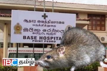 யாழ்ப்பாணத்தில் மீண்டும் மிரட்டும் எலிக்காய்ச்சல் : இருவர் அவசர சிகிச்சைப்பிரிவில் அனுமதி