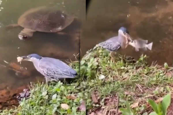 Viral Video: பறவையின் தந்திரத்தைப் பாருங்க... அலேக்காக மீனை தூக்கிய அட்டகாசமான காட்சி | Bird Using A Piece Of Bread To Catch A Fish