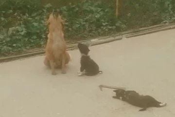 கதறி கதறி அழும் தாய் நாய் - குட்டியை இழந்து துடி துடித்த காட்சி...இதயத்தை நெருக்கும் காட்சி