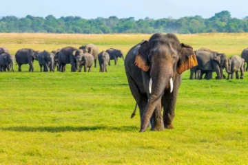 2025 இல் இலங்கையில் 225 காட்டு யானைகள் உயிரிழப்பு!