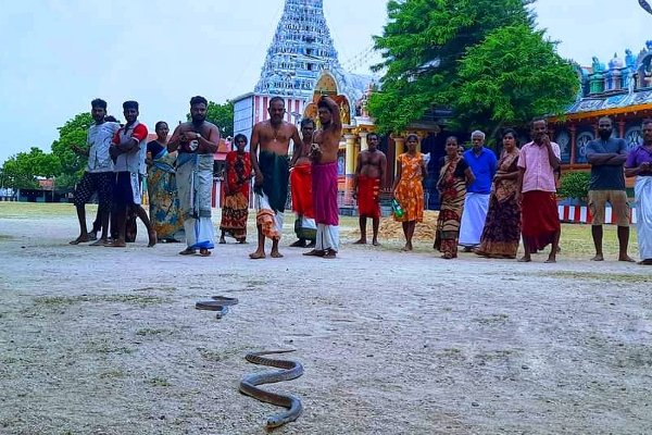 யாழ் நயினை அம்பாள் ஆலயத்தில் வியக்க வைத்த பாம்புகள்; மெய்சிலிர்த்த பக்தர்கள்! (Photos) | Snakes That Amazed Jaffa Nainathivu Ambal Temple