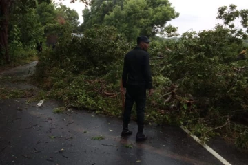 முள்ளியவளை நெடுங்கேணி வீதியில் முறிந்து வீழ்ந்த மரம்