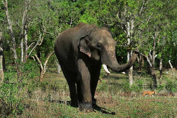 முல்லைத்தீவில் பெரும் சோகம் ; 19 வயது இளைஞன் யானை தாக்கி உயிரிழப்பு | 19 Age Dies After Being Attacked By Wild Elephant