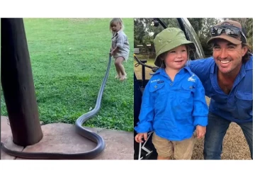 2 மீட்டர் நீளமுள்ள விஷ பாம்பை அசால்டாக கையாளும் 2 வயது குழந்தை! வைரல் வீடியோ